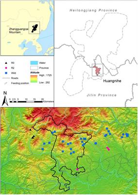 Diet-induced microbial adaptation process of red deer (Cervus elaphus) under different introduced periods